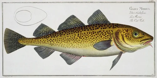 Bacalao (Gadus Morhua) lámina LXIV de 